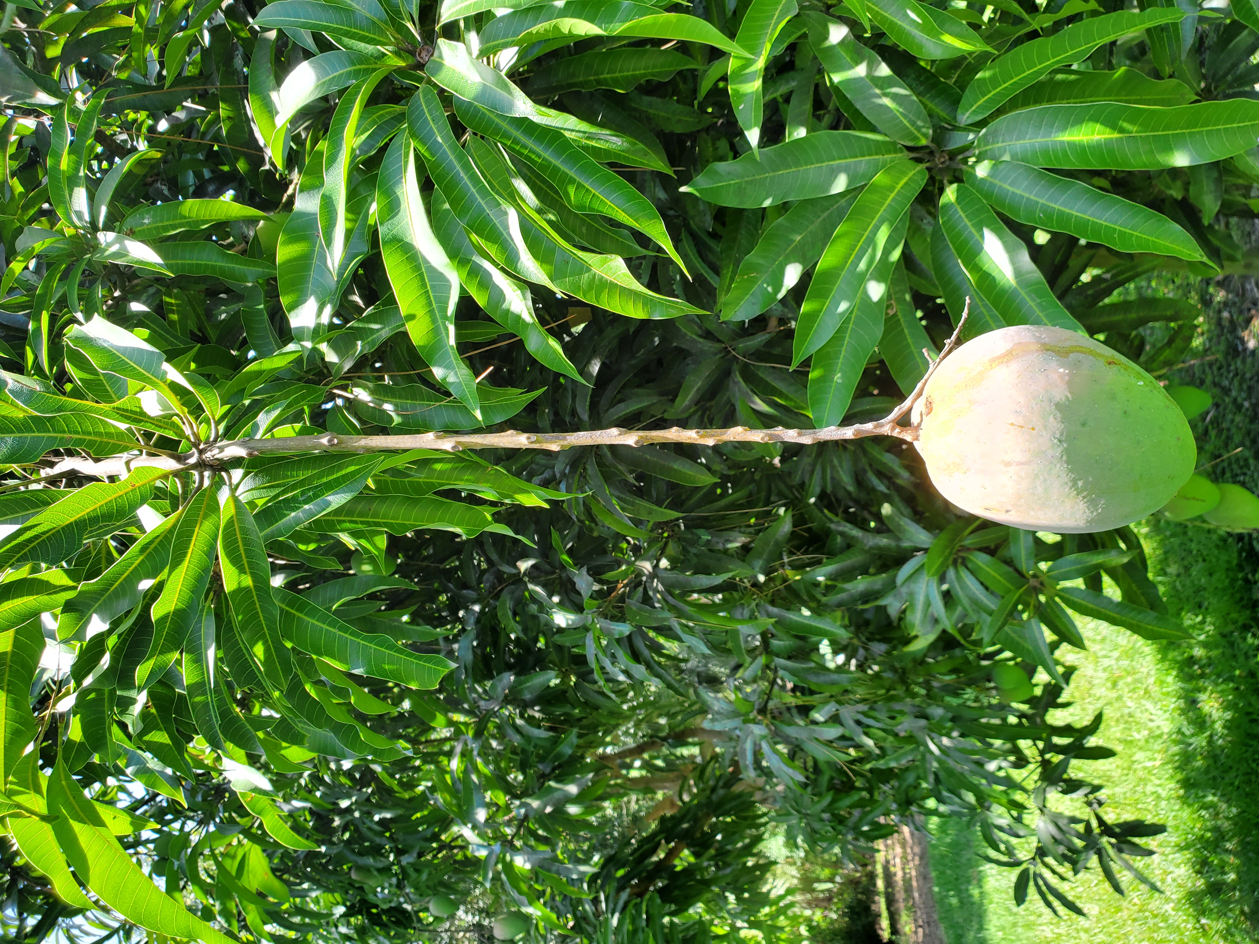 growing mango.