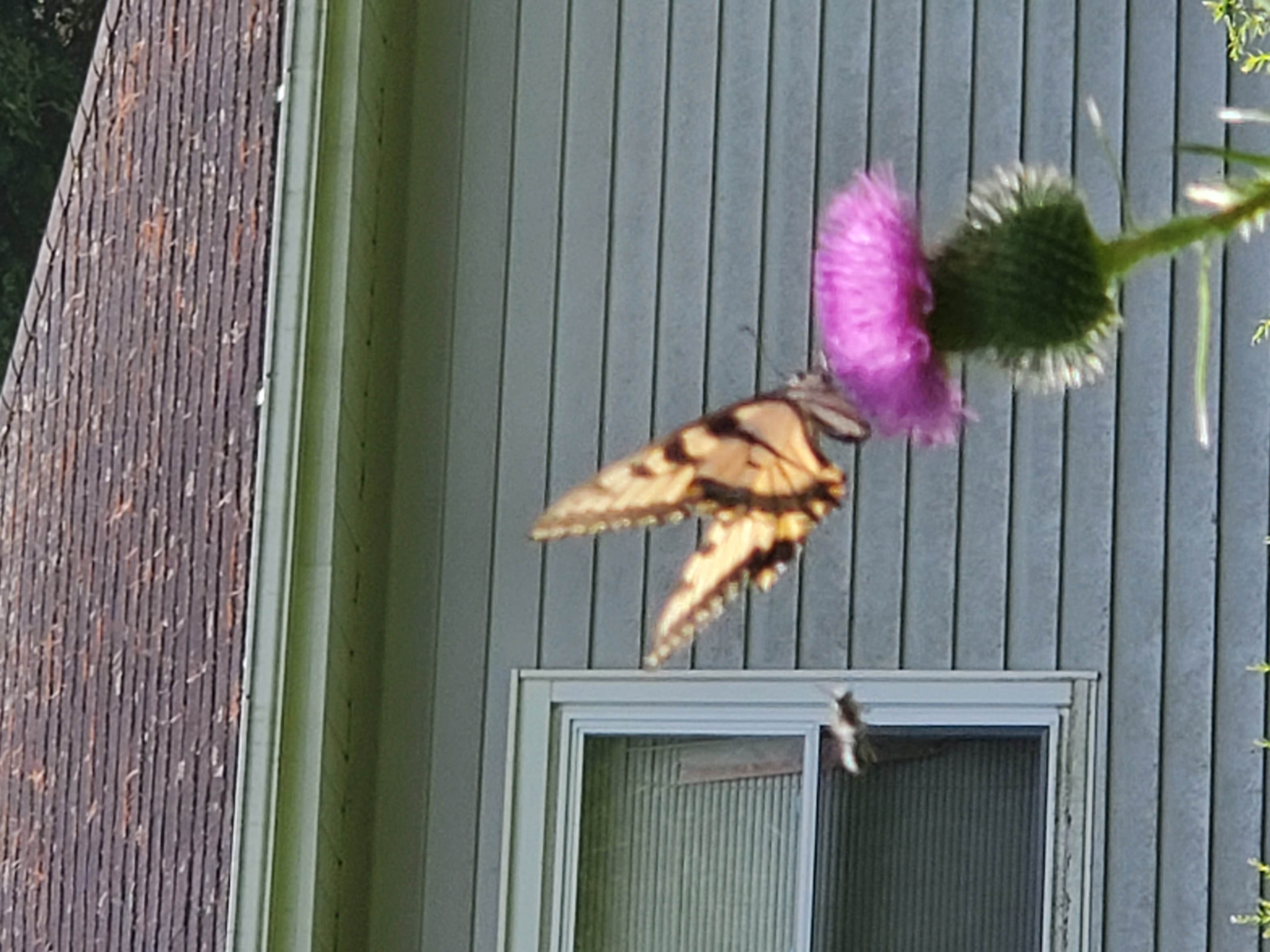 Butterfly on thistle, Lake Watawga.
