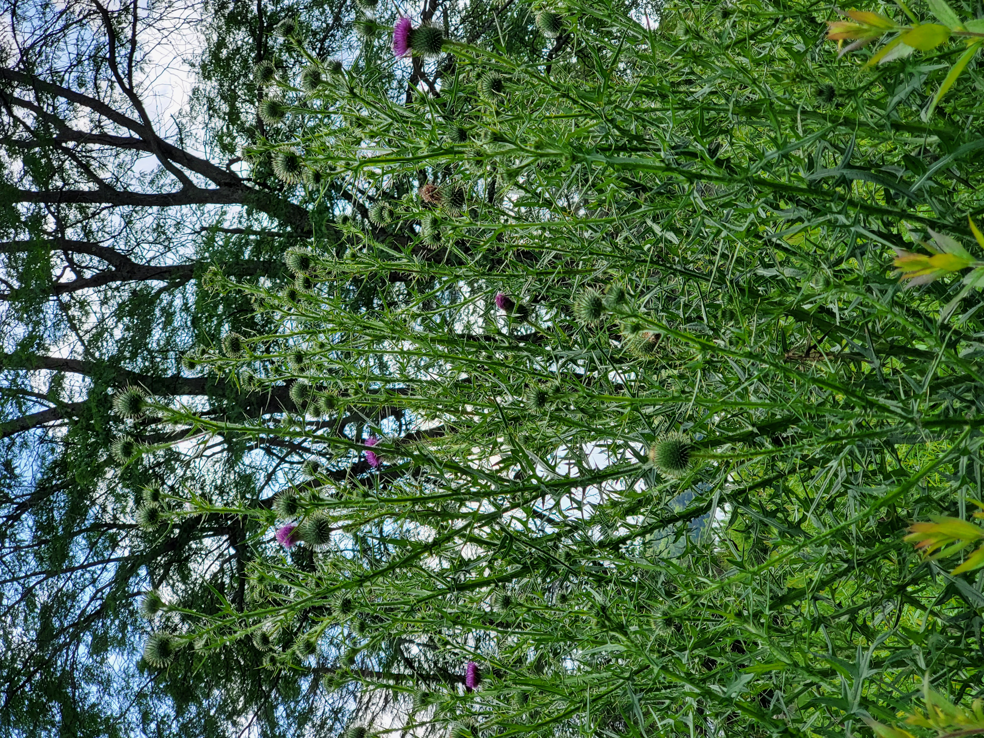 Thistle, Lake Watawga.