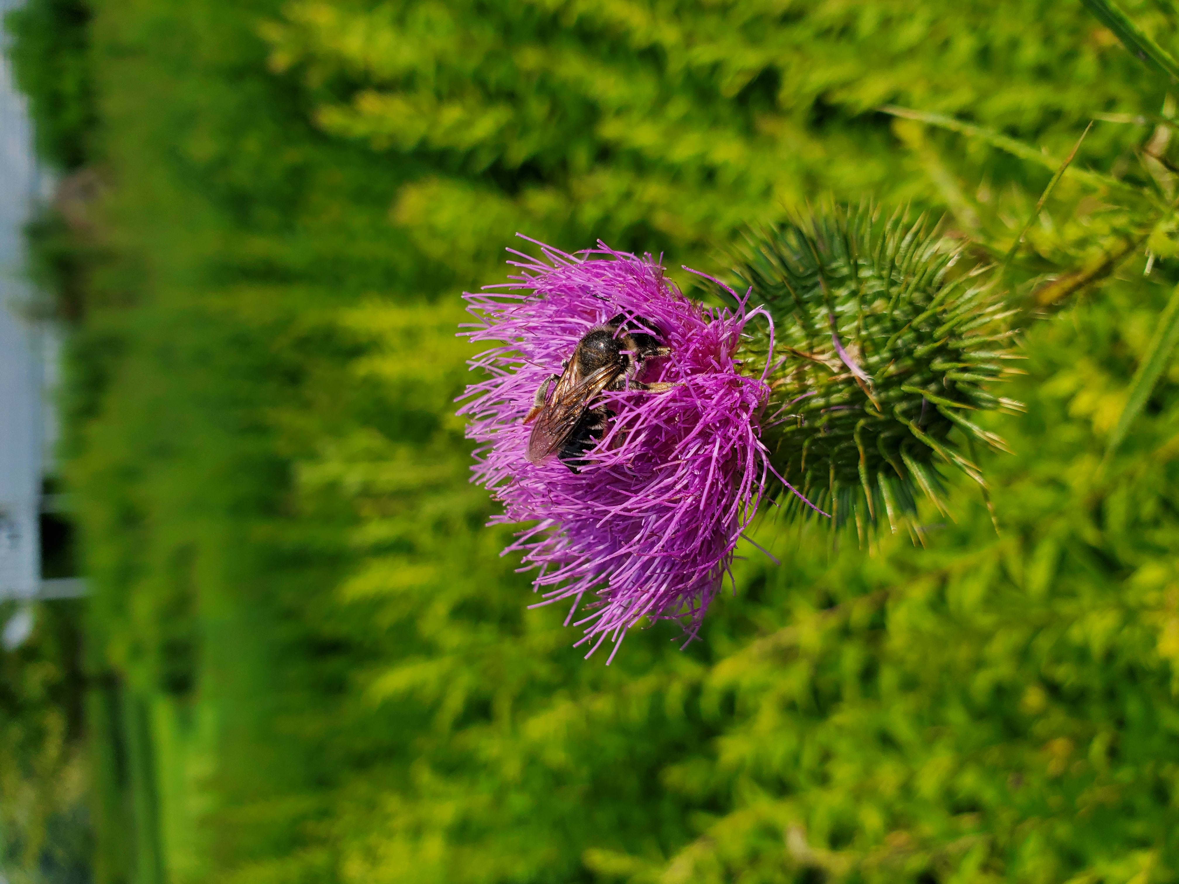 Bee on thistle, Lake Watawga.