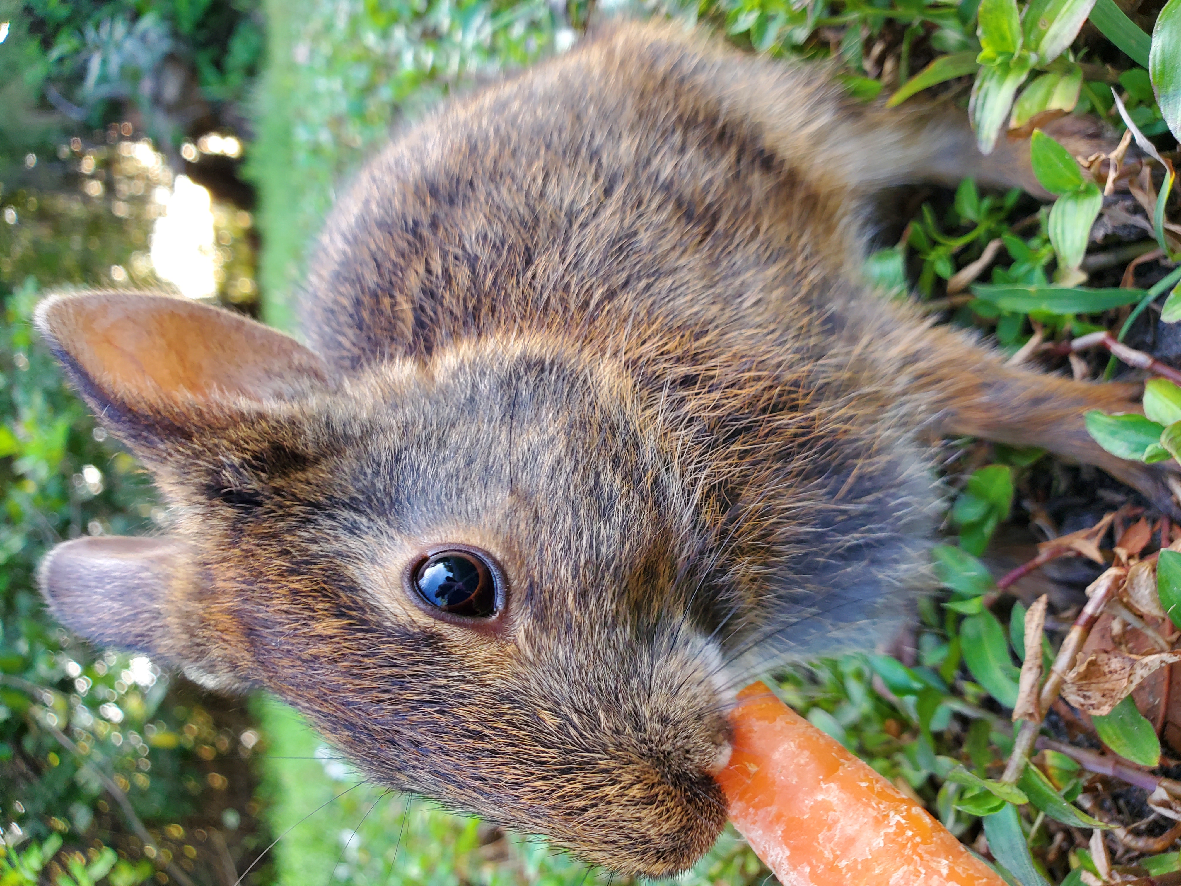 wild swamp (marsh) rabbits in Florida co-exist with cottontails but are more sociable.