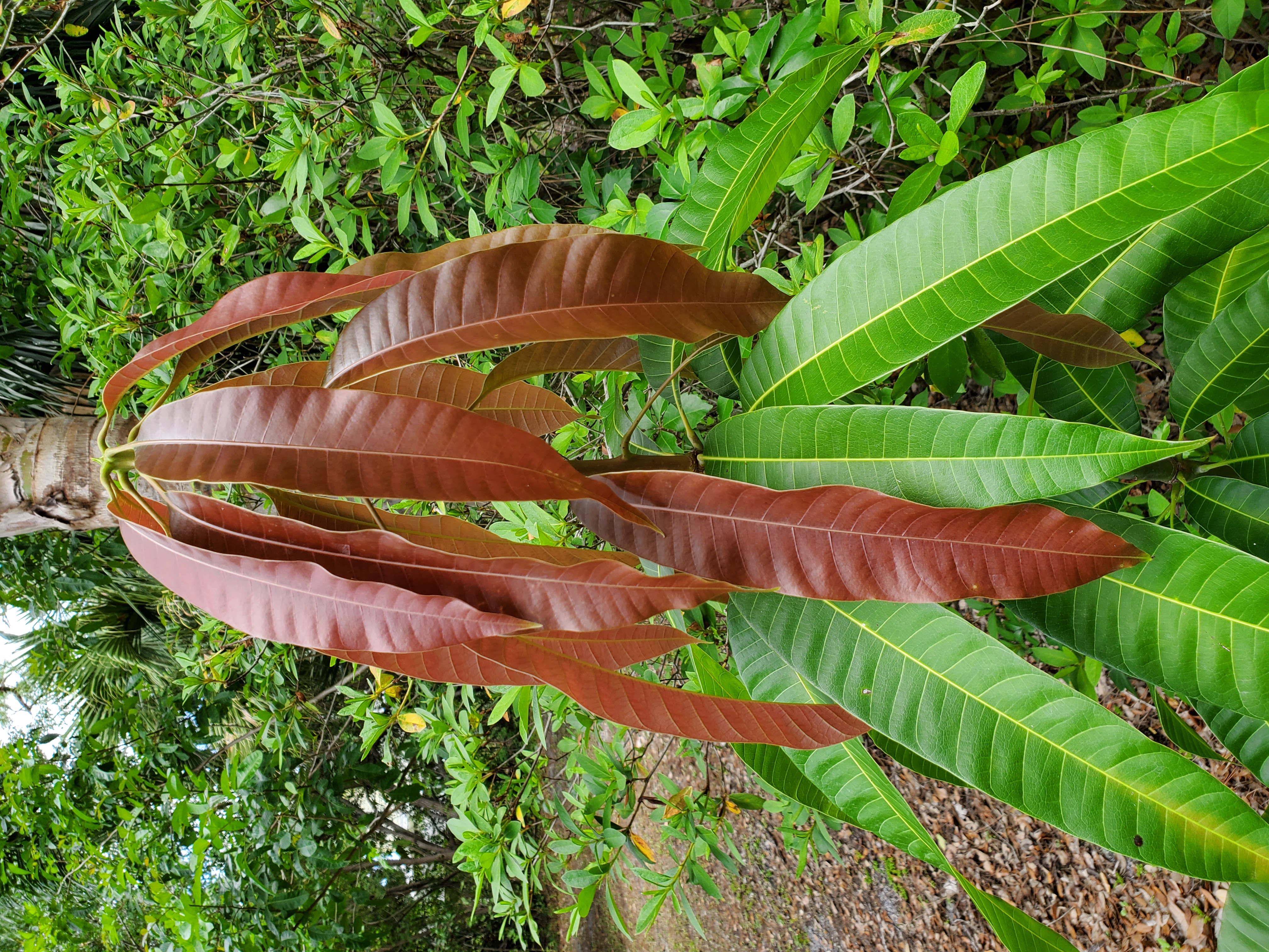 wild mango tree.