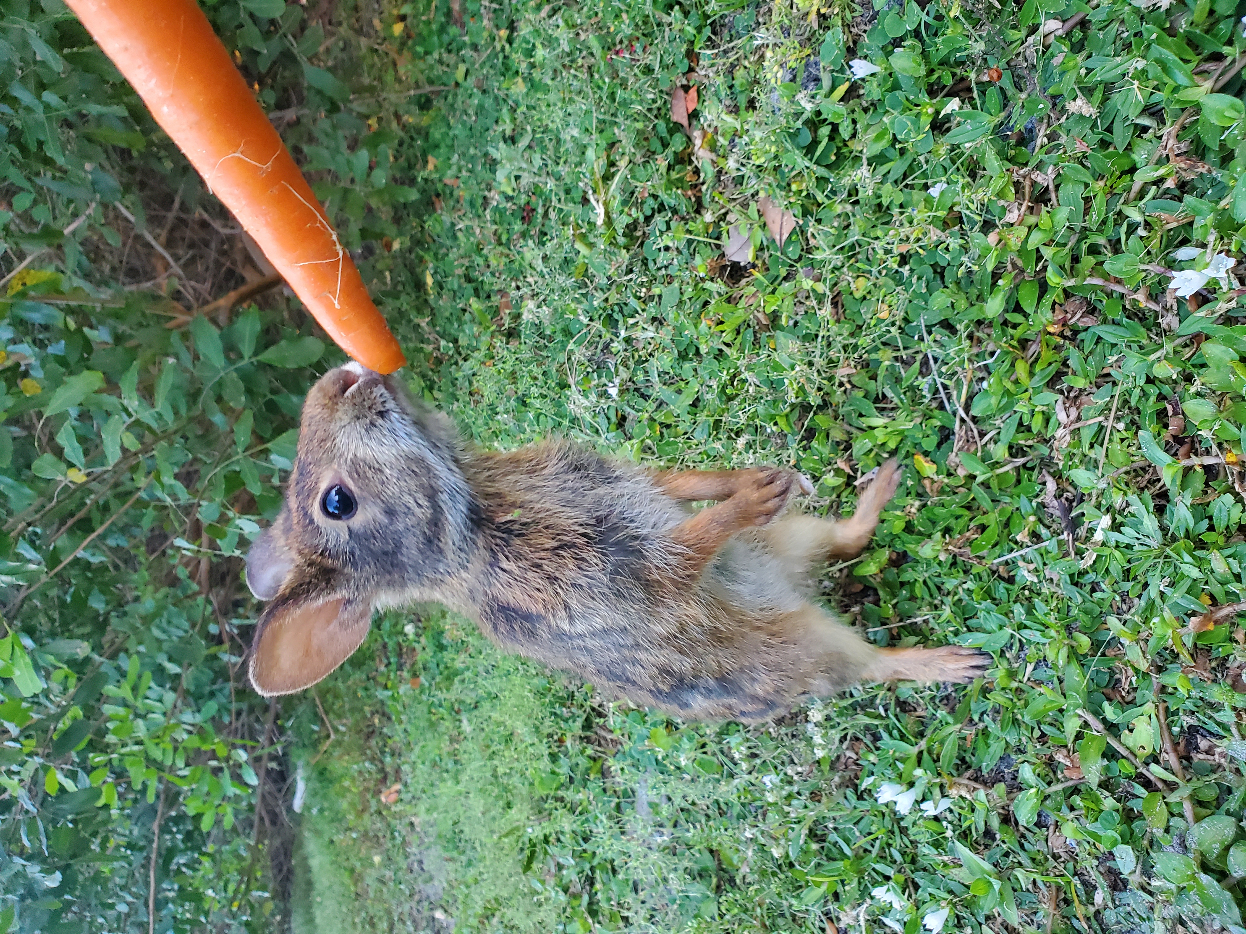 wild swamp (marsh) rabbits in Florida co-exist with cottontails but are more sociable.