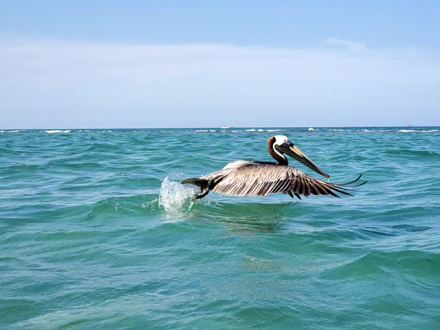 Pelican take off, Bathtub Reef beach, Stuart, FL.