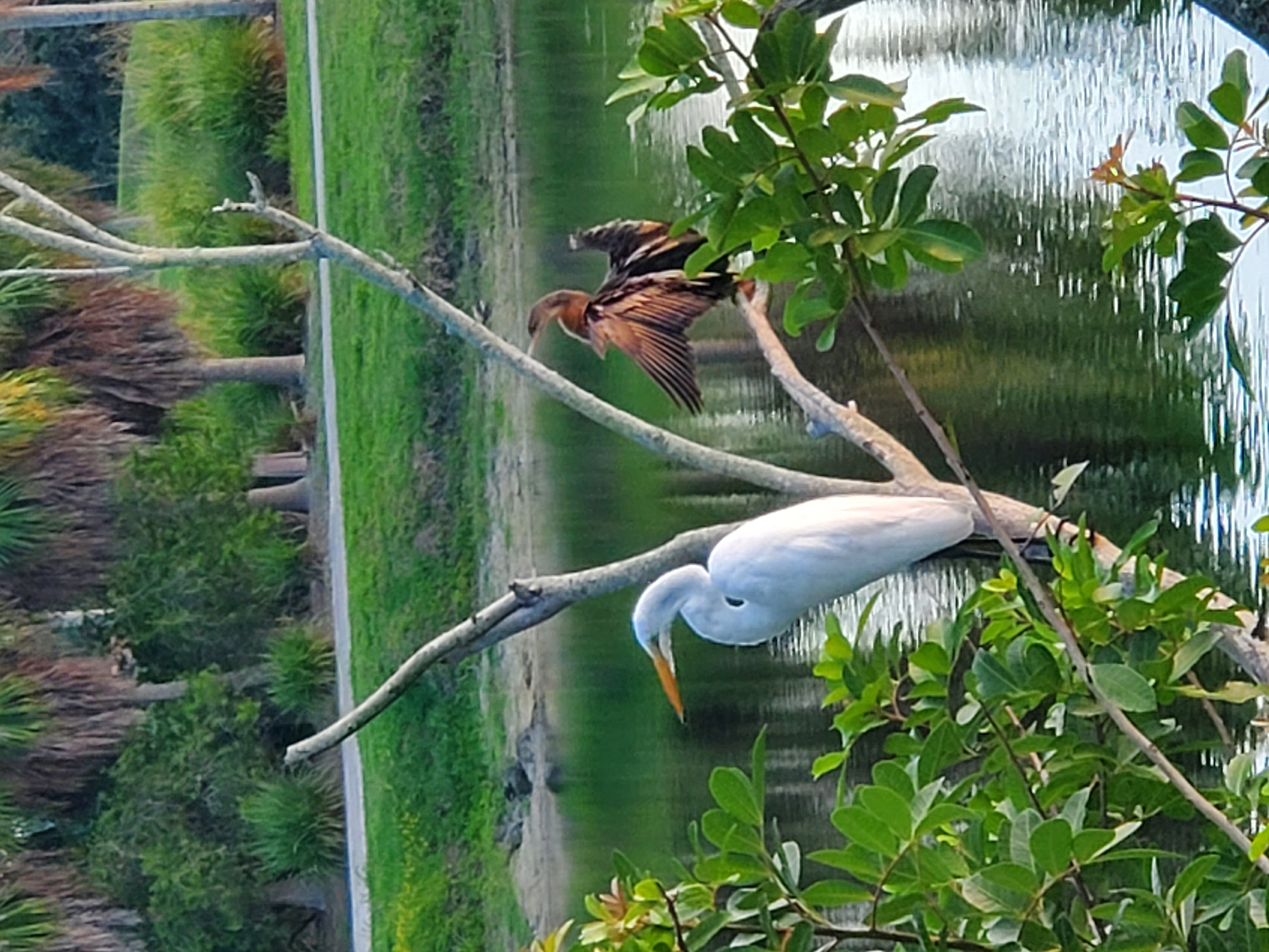two herons.